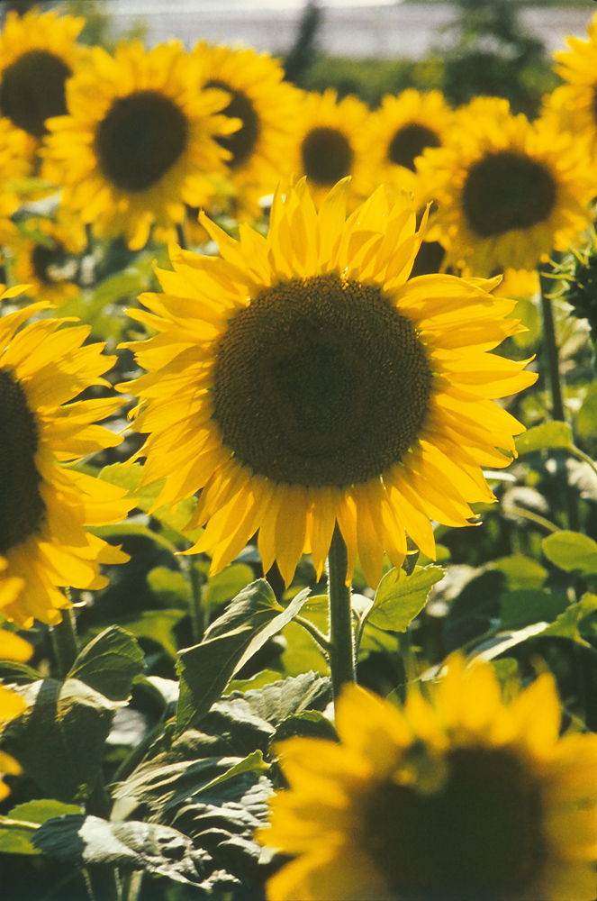 Изображение особи Helianthus annuus.