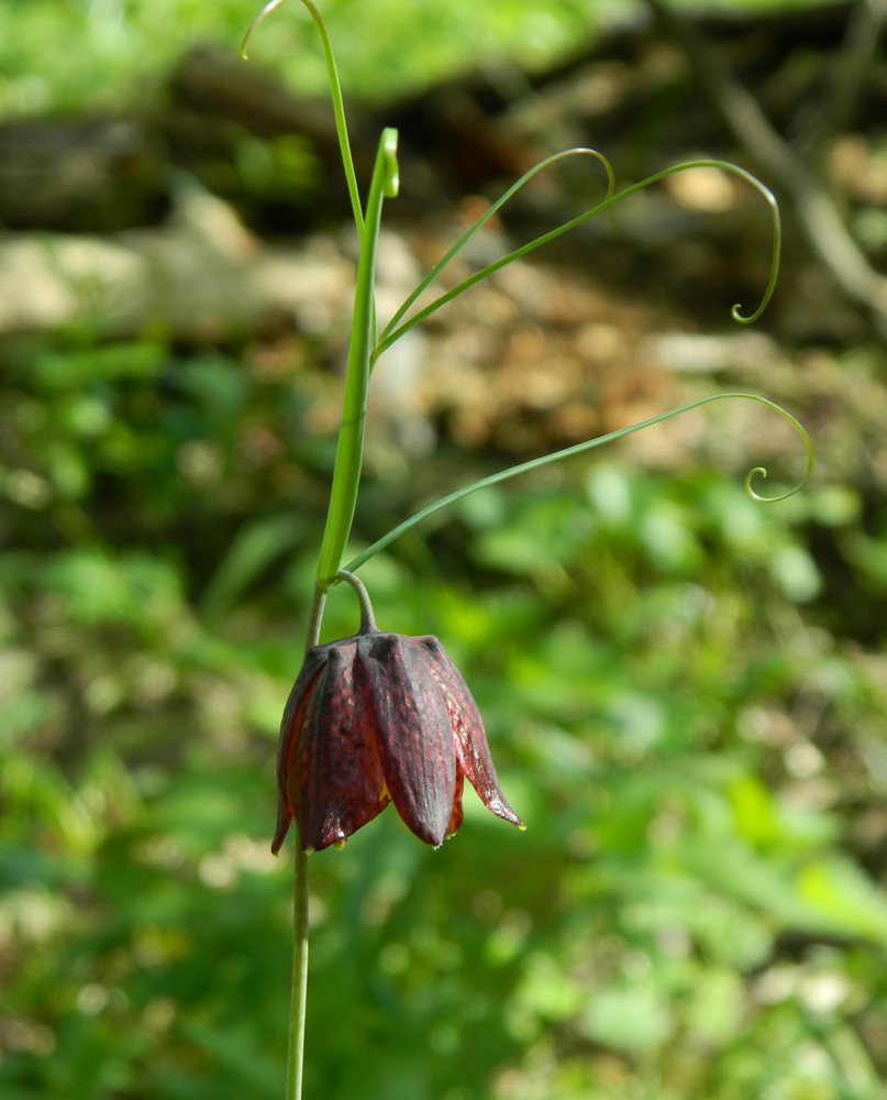 Image of Fritillaria ruthenica specimen.