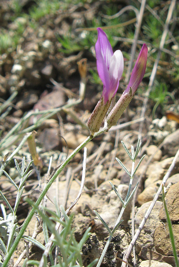 Image of Astragalus subuliformis specimen.