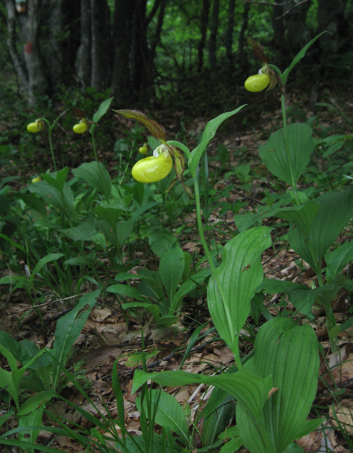 Image of Cypripedium calceolus specimen.