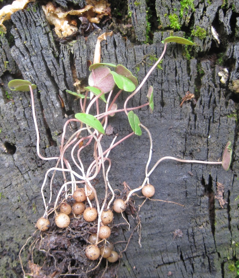 Изображение особи Cyclamen vernum.