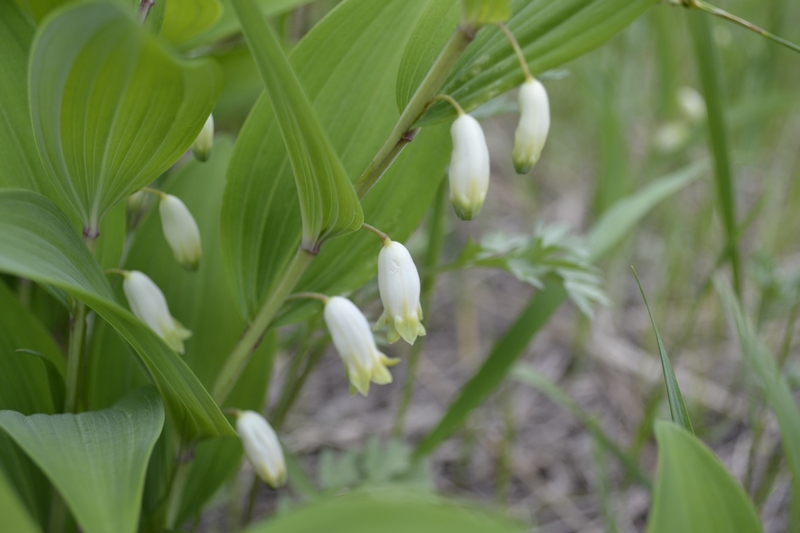 Image of Polygonatum odoratum specimen.