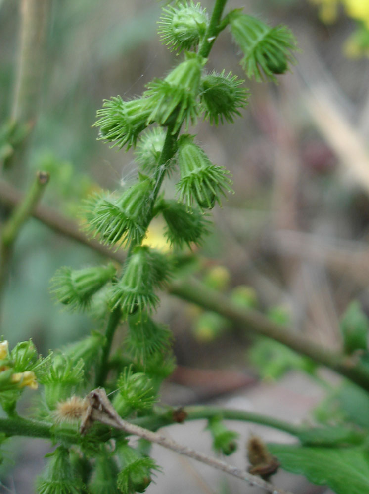 Изображение особи Agrimonia eupatoria.