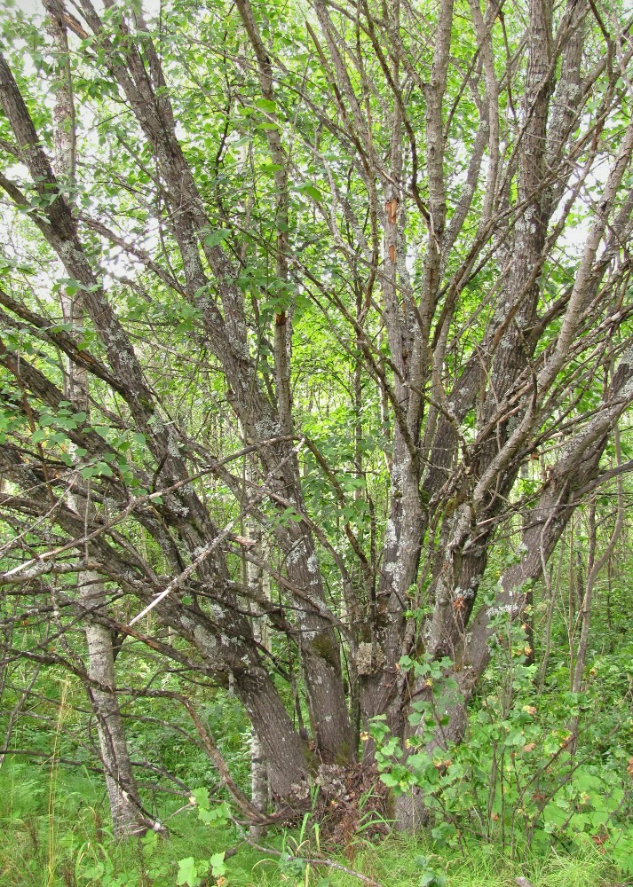 Image of Salix caprea specimen.