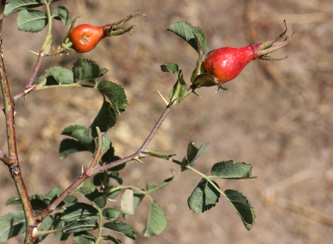 Image of Rosa nanothamnus specimen.