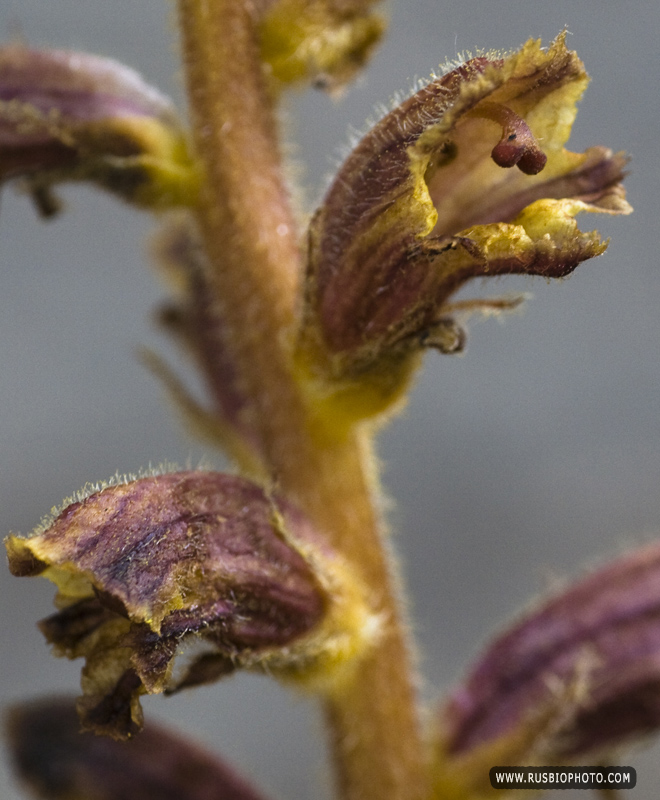 Изображение особи Orobanche laxissima.