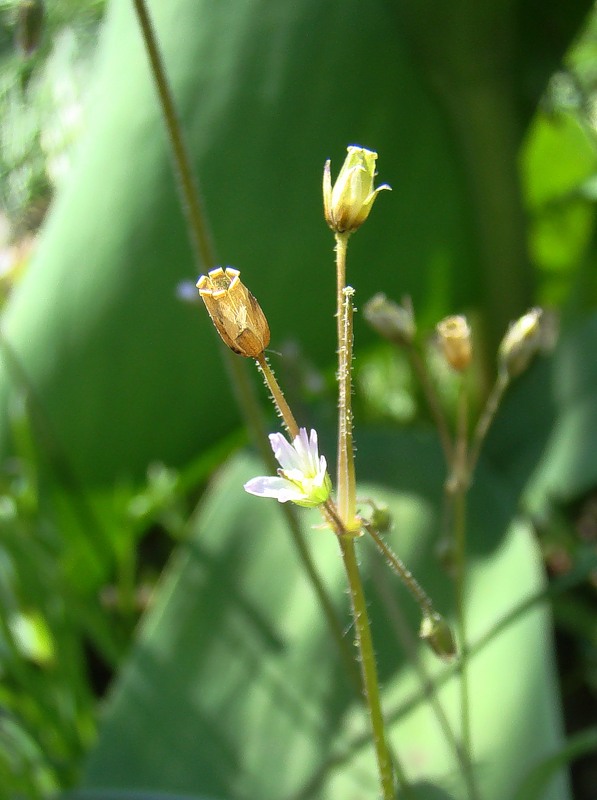 Image of Holosteum umbellatum specimen.