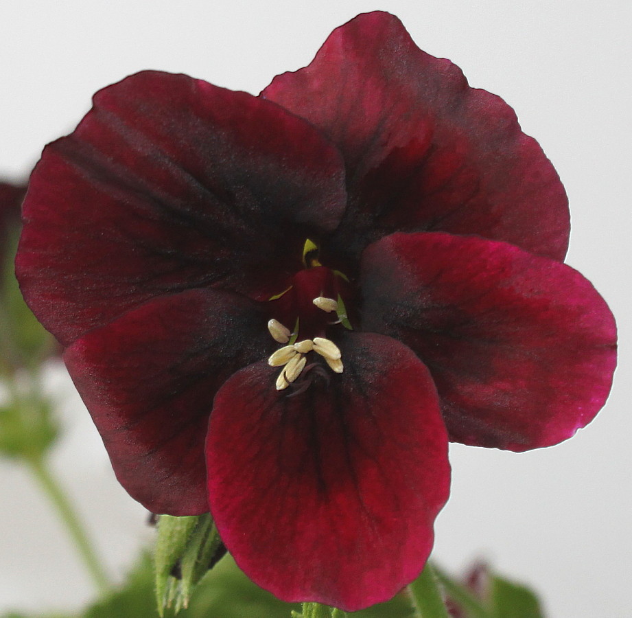 Image of Pelargonium &times; domesticum specimen.