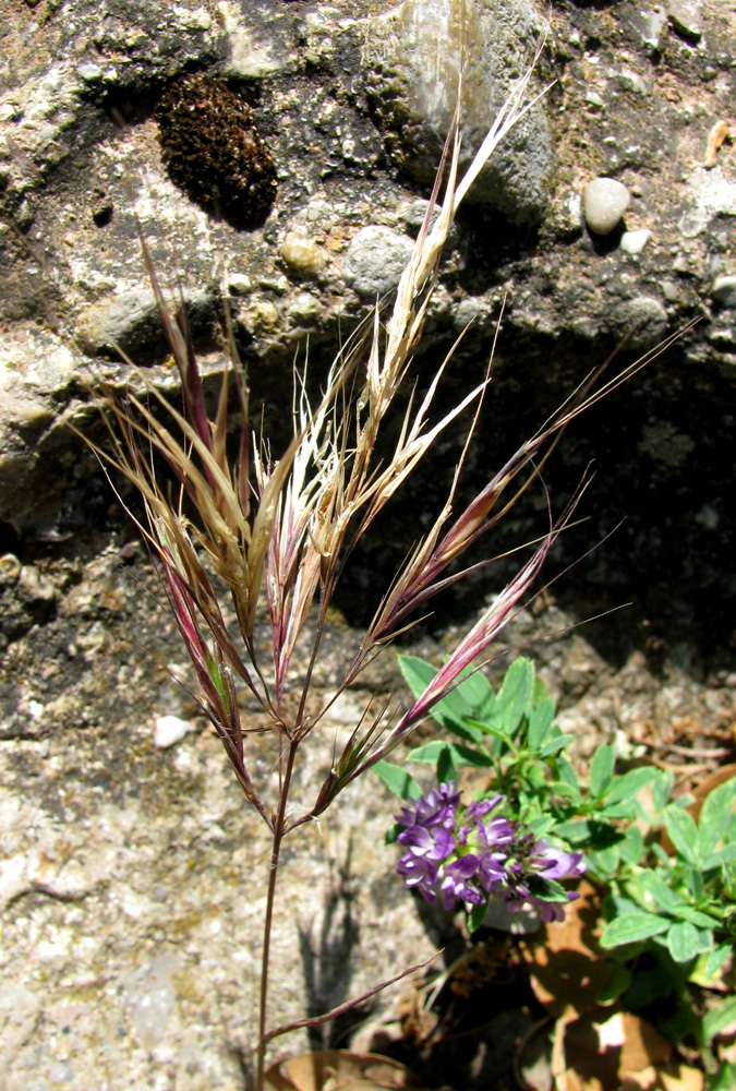 Image of genus Anisantha specimen.