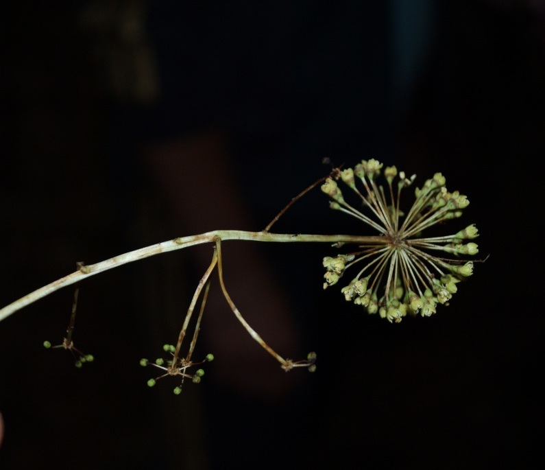 Image of Kalopanax septemlobus specimen.