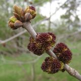 Fraxinus pennsylvanica