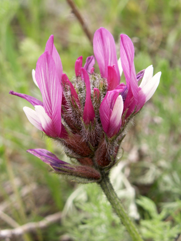 Изображение особи Astragalus angustissimus.