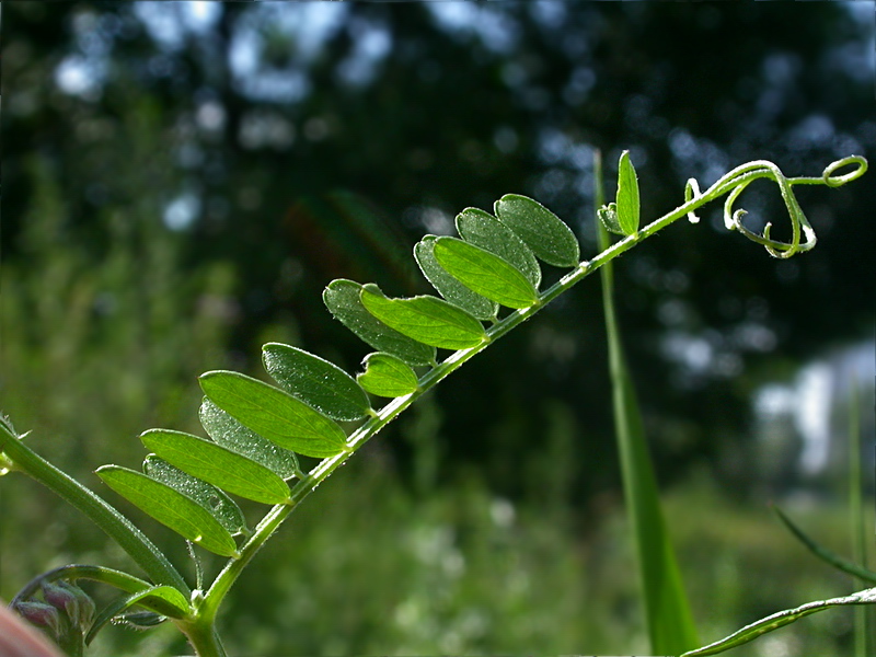 Image of Vicia cracca specimen.