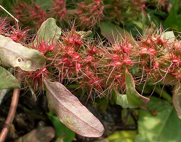 Image of Rumex marschallianus specimen.