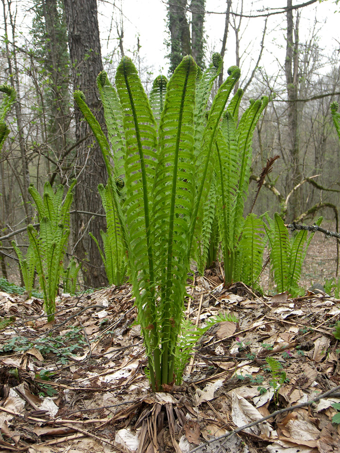 Image of Matteuccia struthiopteris specimen.