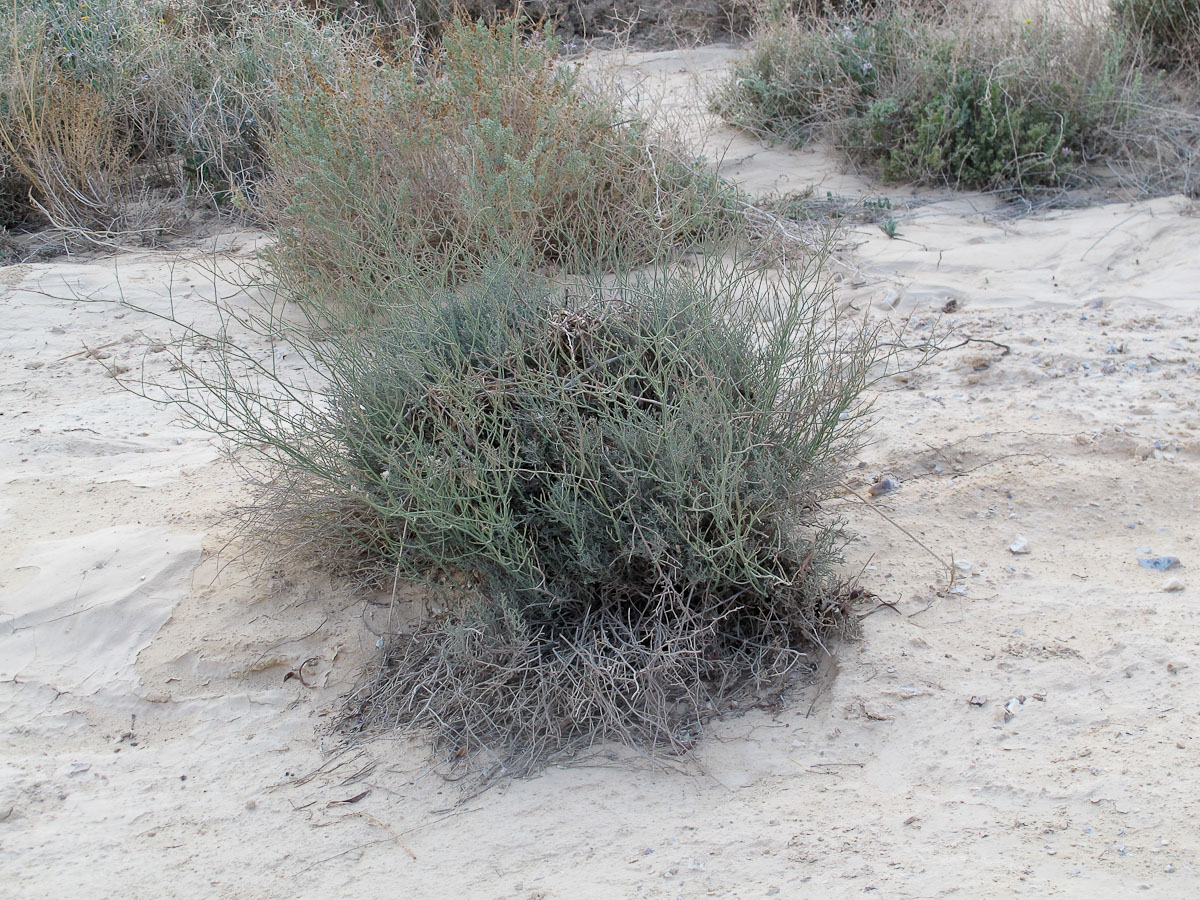 Image of Limonium pruinosum specimen.