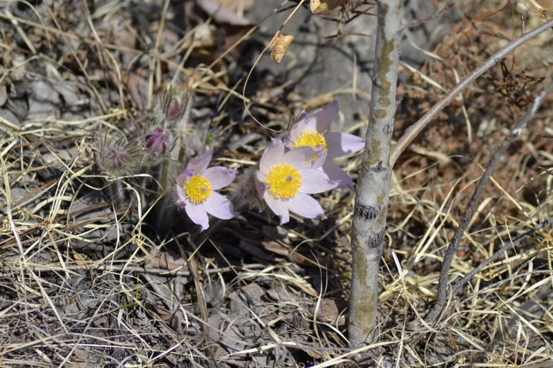 Image of Pulsatilla multifida specimen.