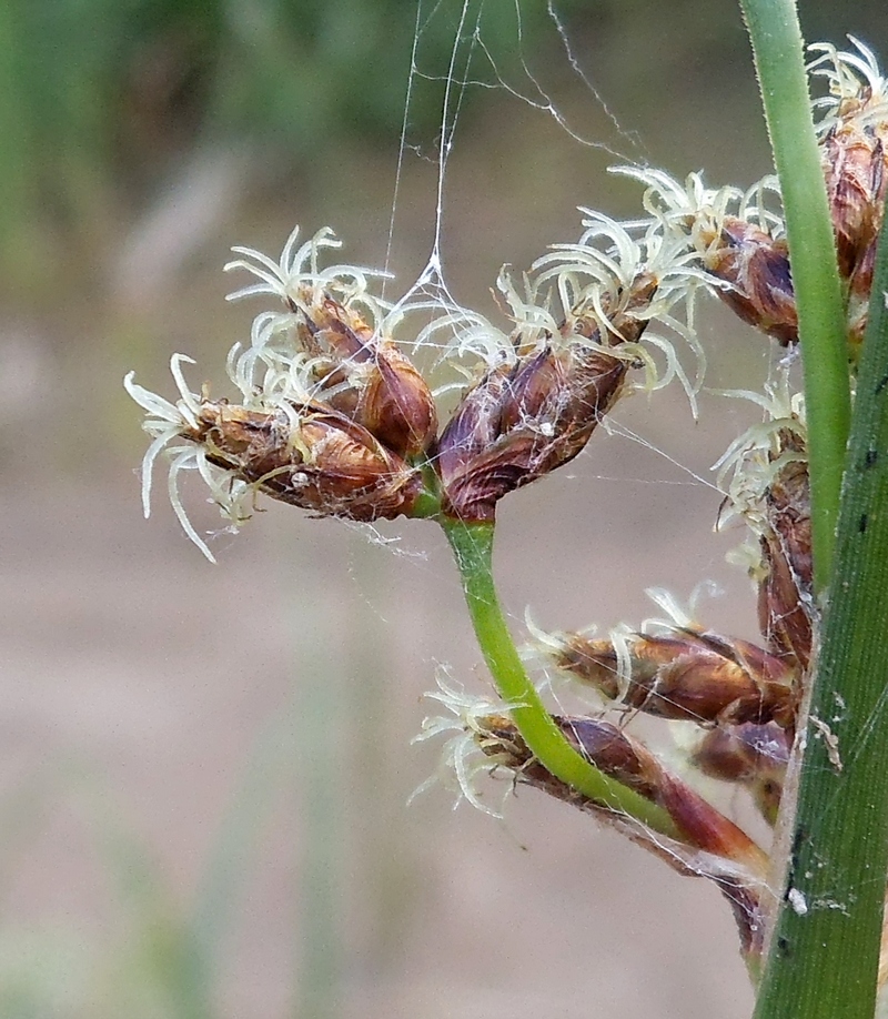 Изображение особи Schoenoplectus lacustris.