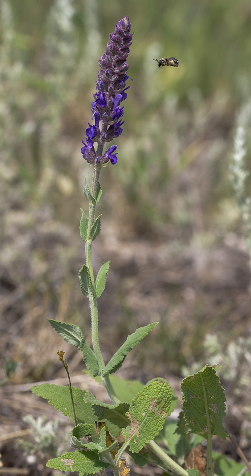 Изображение особи Salvia tesquicola.