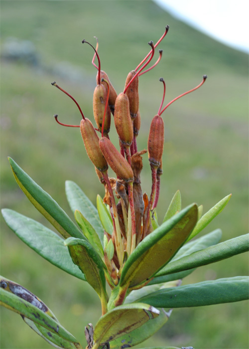 Image of Rhododendron caucasicum specimen.