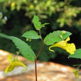 Impatiens noli-tangere