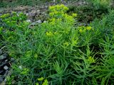 Euphorbia boissieriana