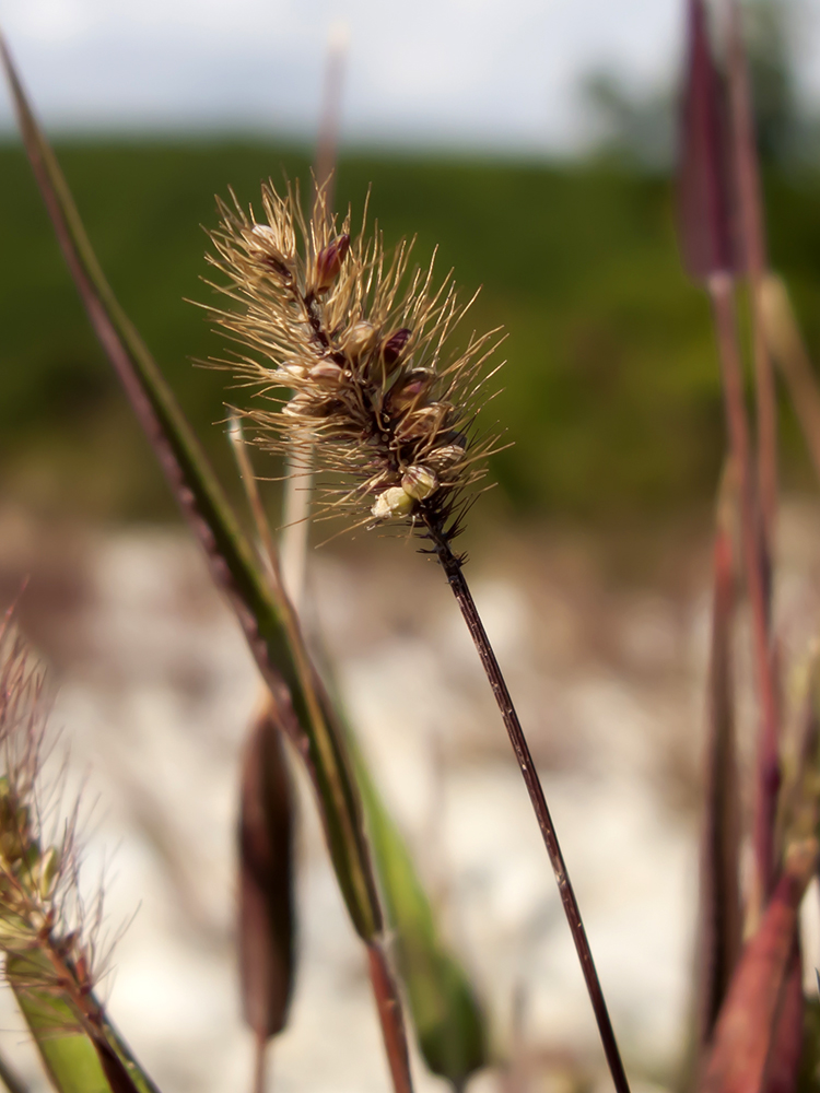 Image of Setaria viridis specimen.