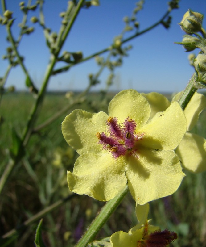 Изображение особи Verbascum marschallianum.