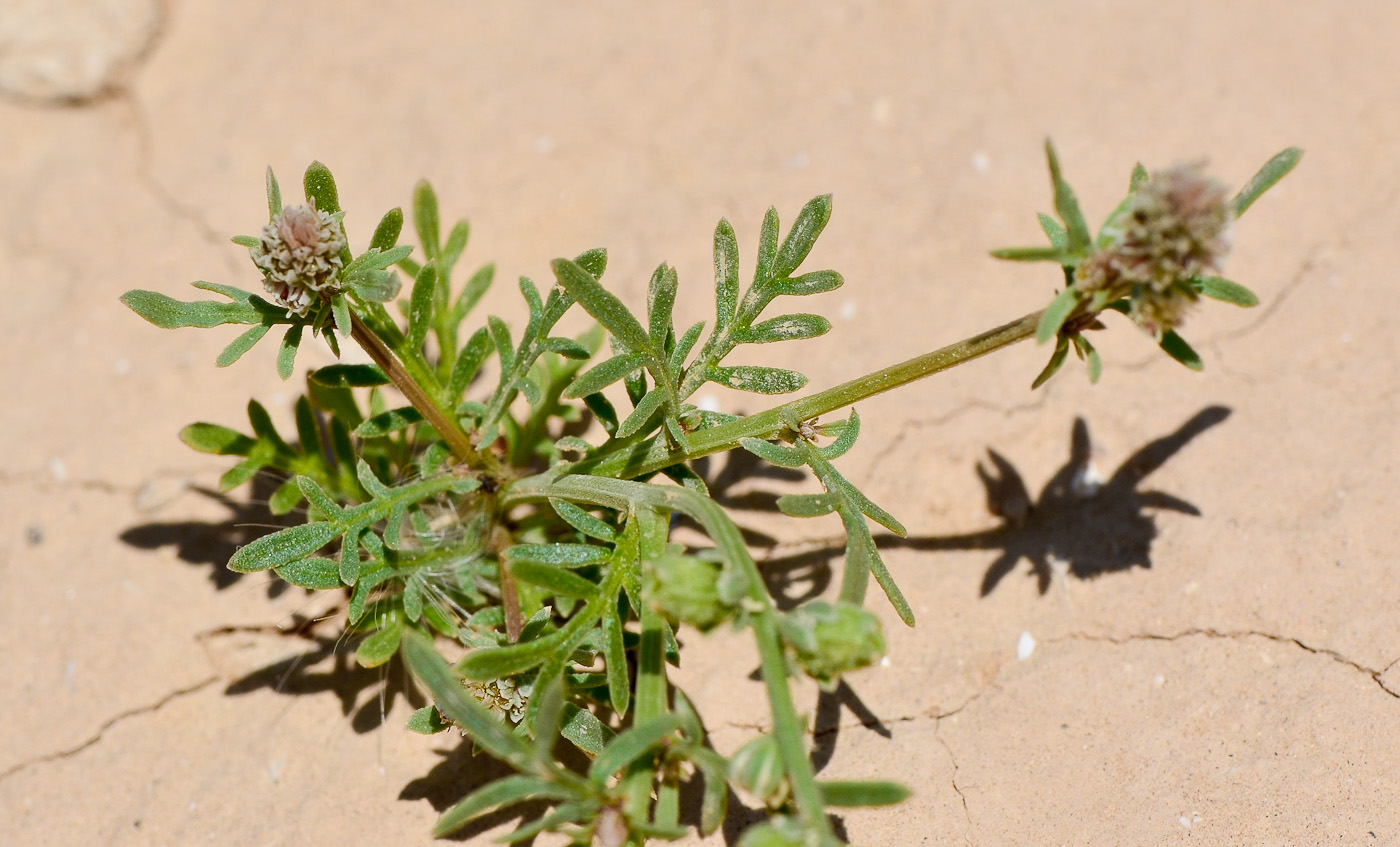 Image of Reseda alba ssp. decursiva specimen.