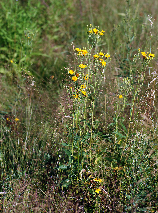 Изображение особи Hieracium umbellatum.