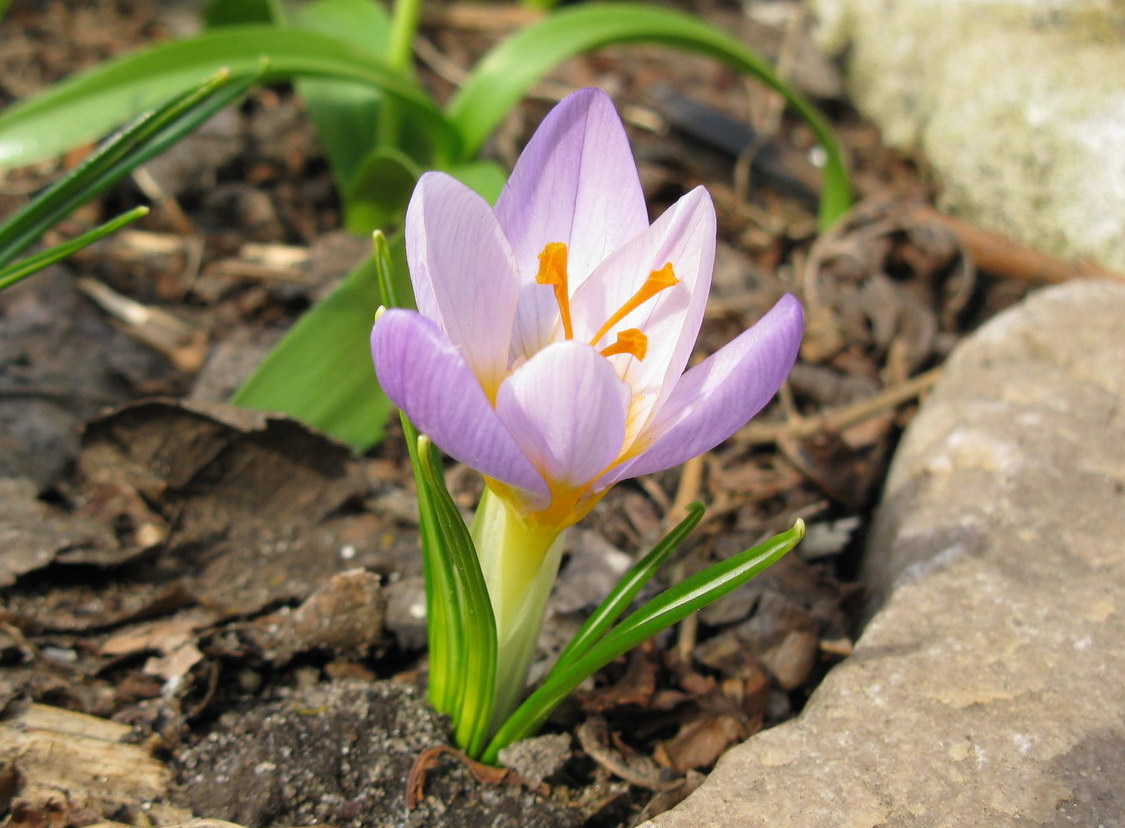 Image of Crocus sieberi ssp. atticus specimen.