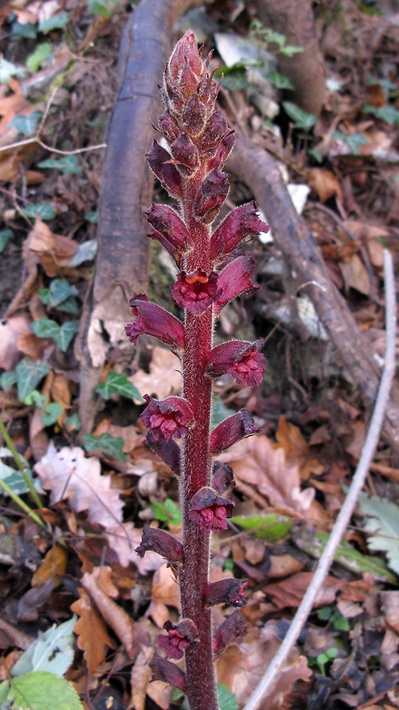 Image of Orobanche laxissima specimen.