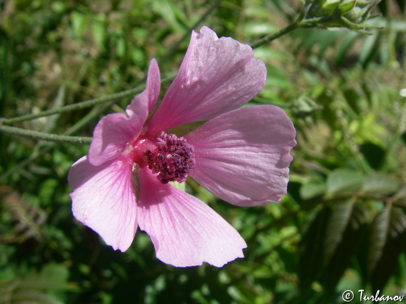 Image of Althaea cannabina specimen.