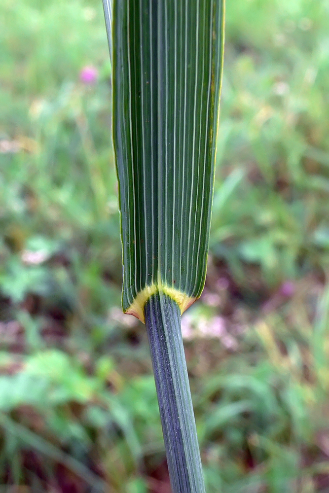 Image of Bromopsis inermis specimen.