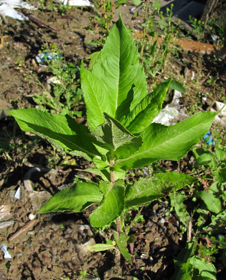 Image of Guizotia abyssinica specimen.