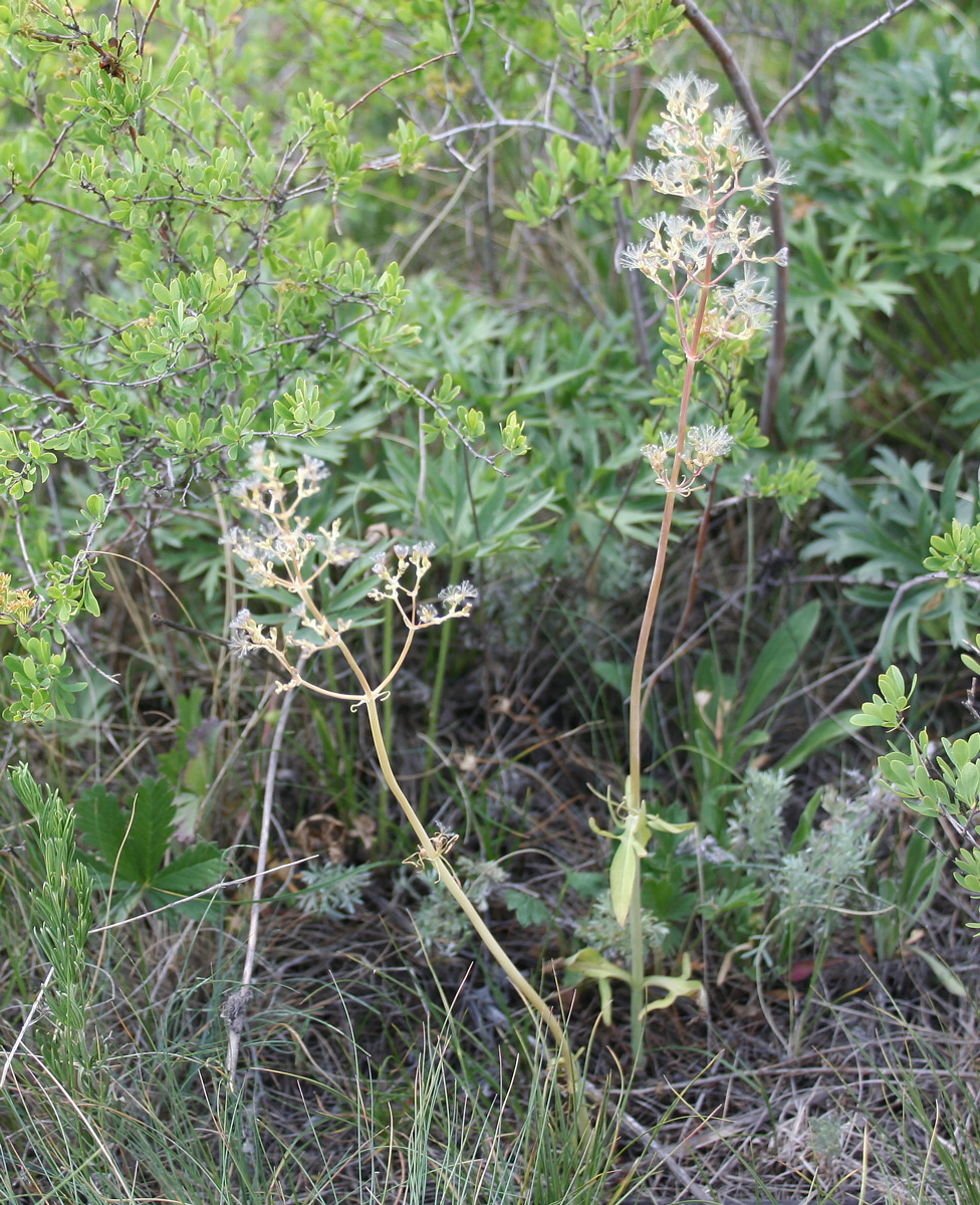 Изображение особи Valeriana tuberosa.