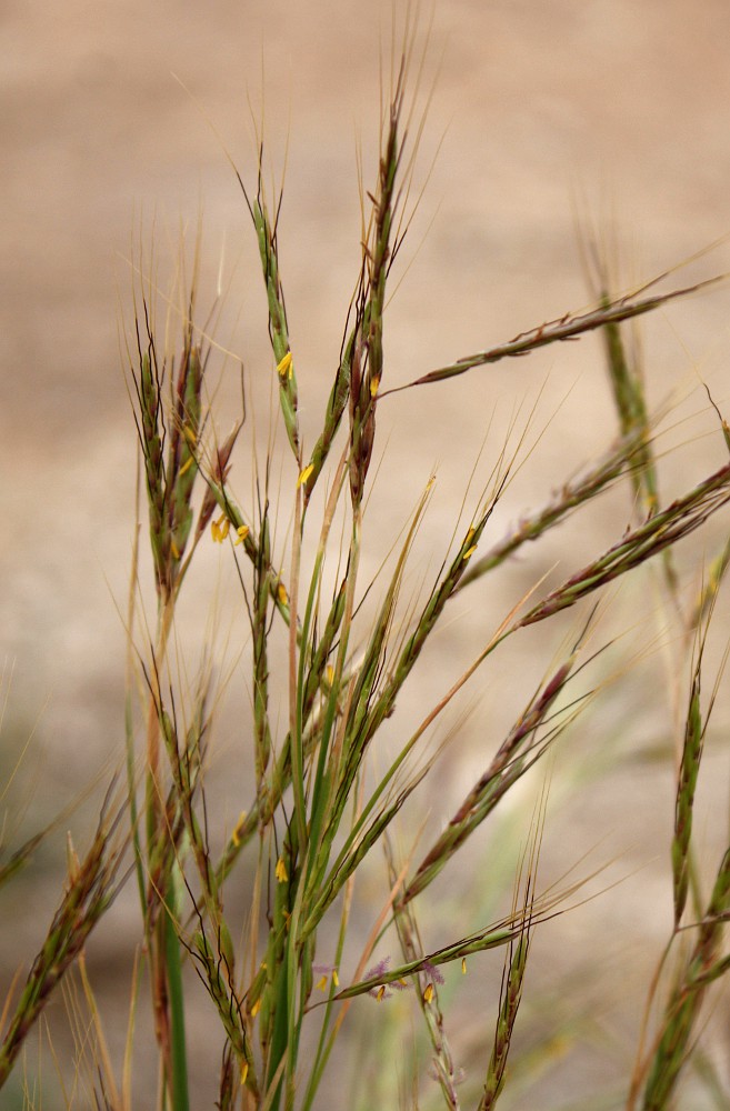 Image of Hyparrhenia hirta specimen.