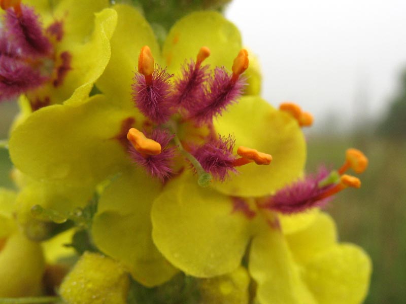 Изображение особи Verbascum nigrum.