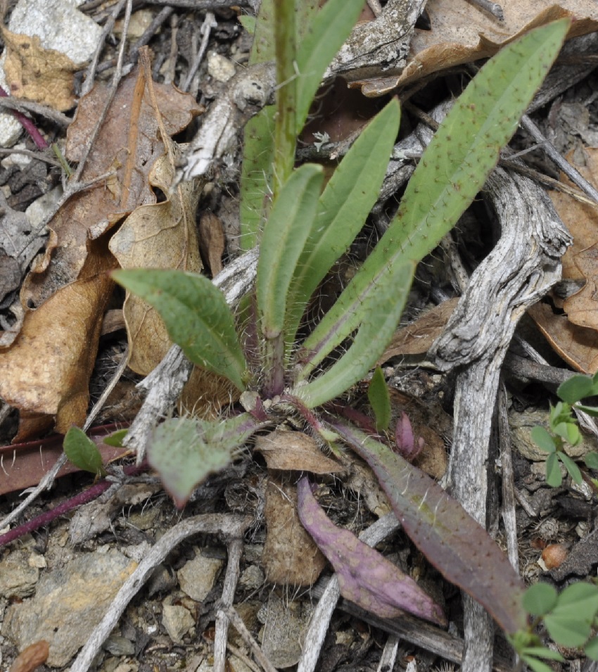 Image of genus Pilosella specimen.