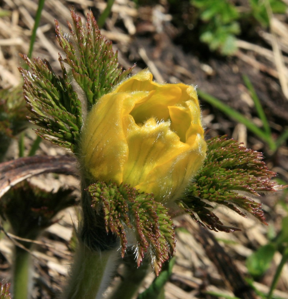 Изображение особи Pulsatilla aurea.