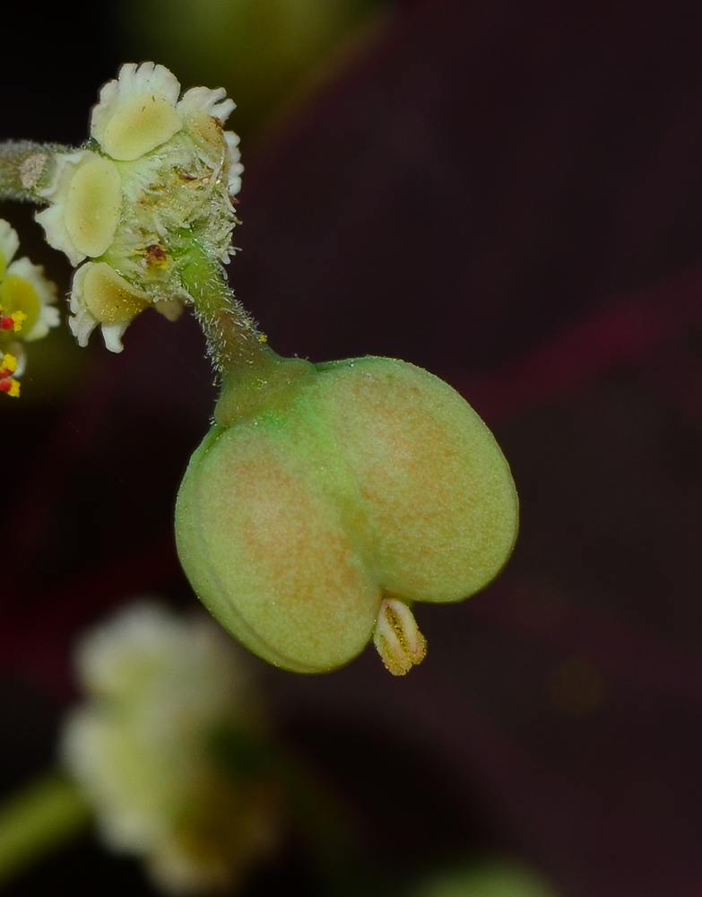 Image of Euphorbia cotinifolia specimen.