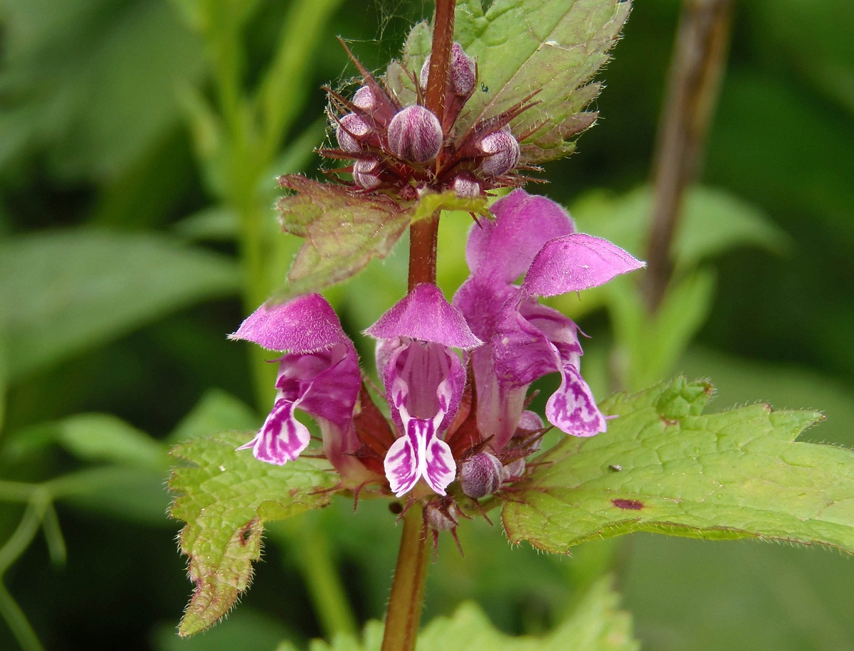 Image of Lamium maculatum specimen.