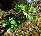 Rumex acetosa