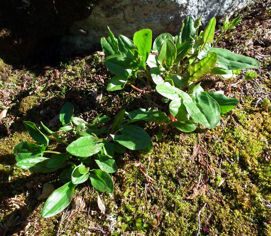 Изображение особи Rumex acetosa.