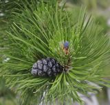 Pinus heldreichii