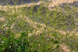 Gypsophila perfoliata