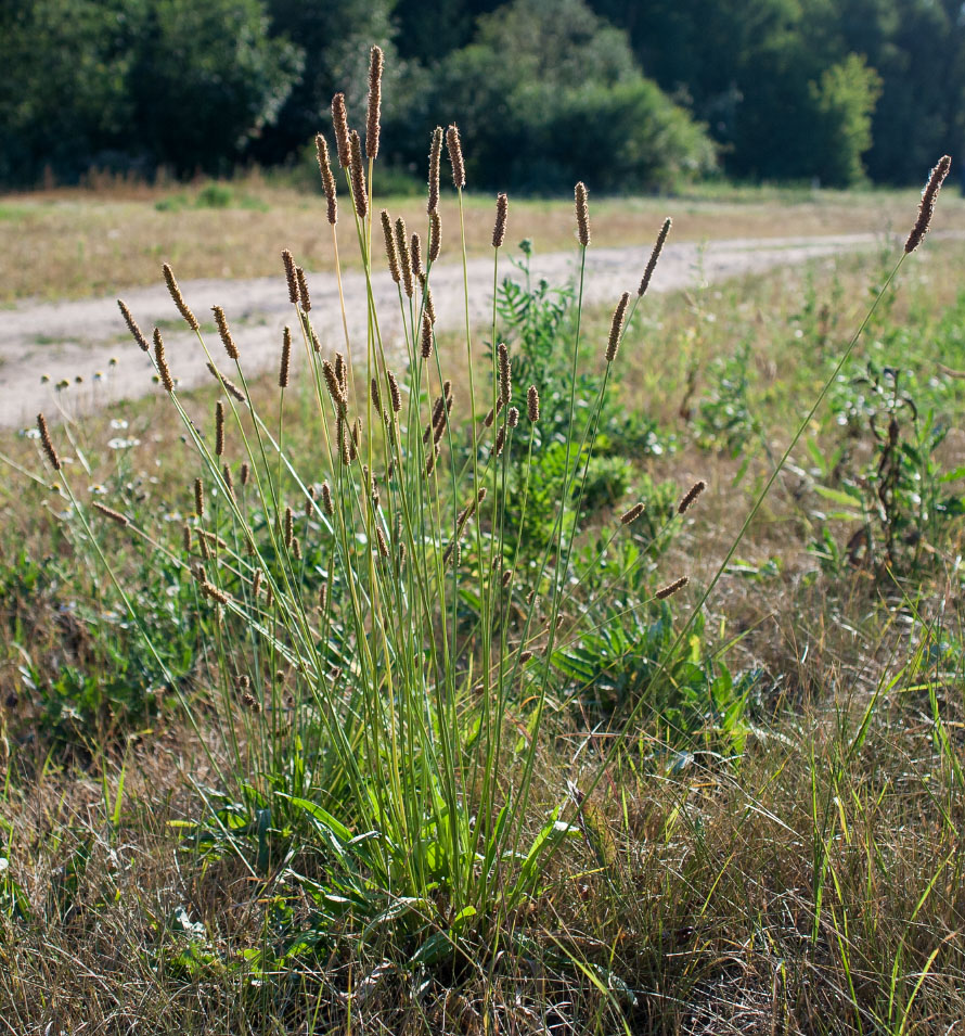 Изображение особи Plantago lanceolata.