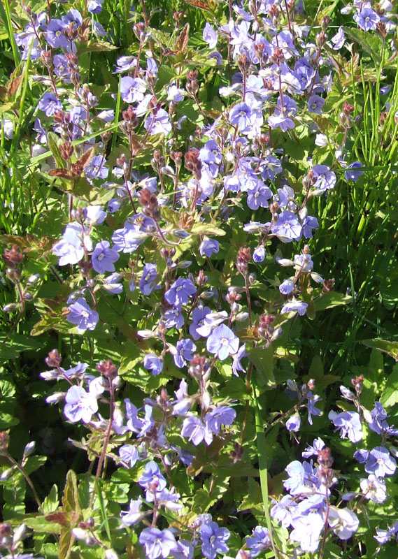 Image of Veronica chamaedrys specimen.