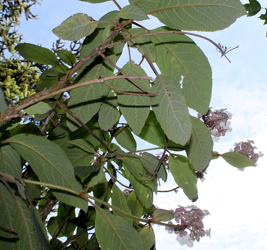 Изображение особи Hydrangea strigosa.