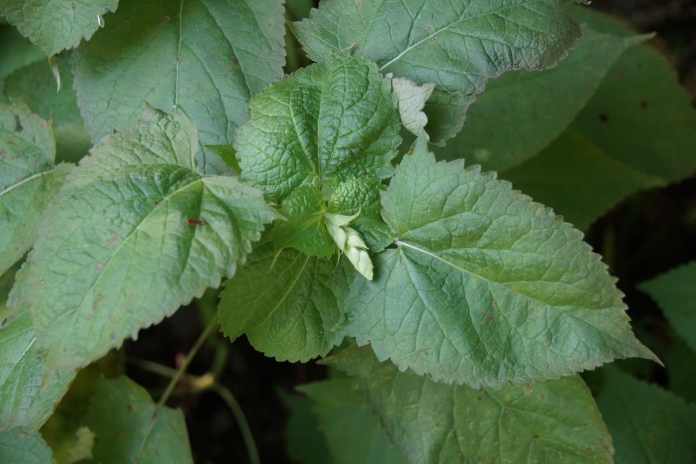 Image of Salvia glutinosa specimen.